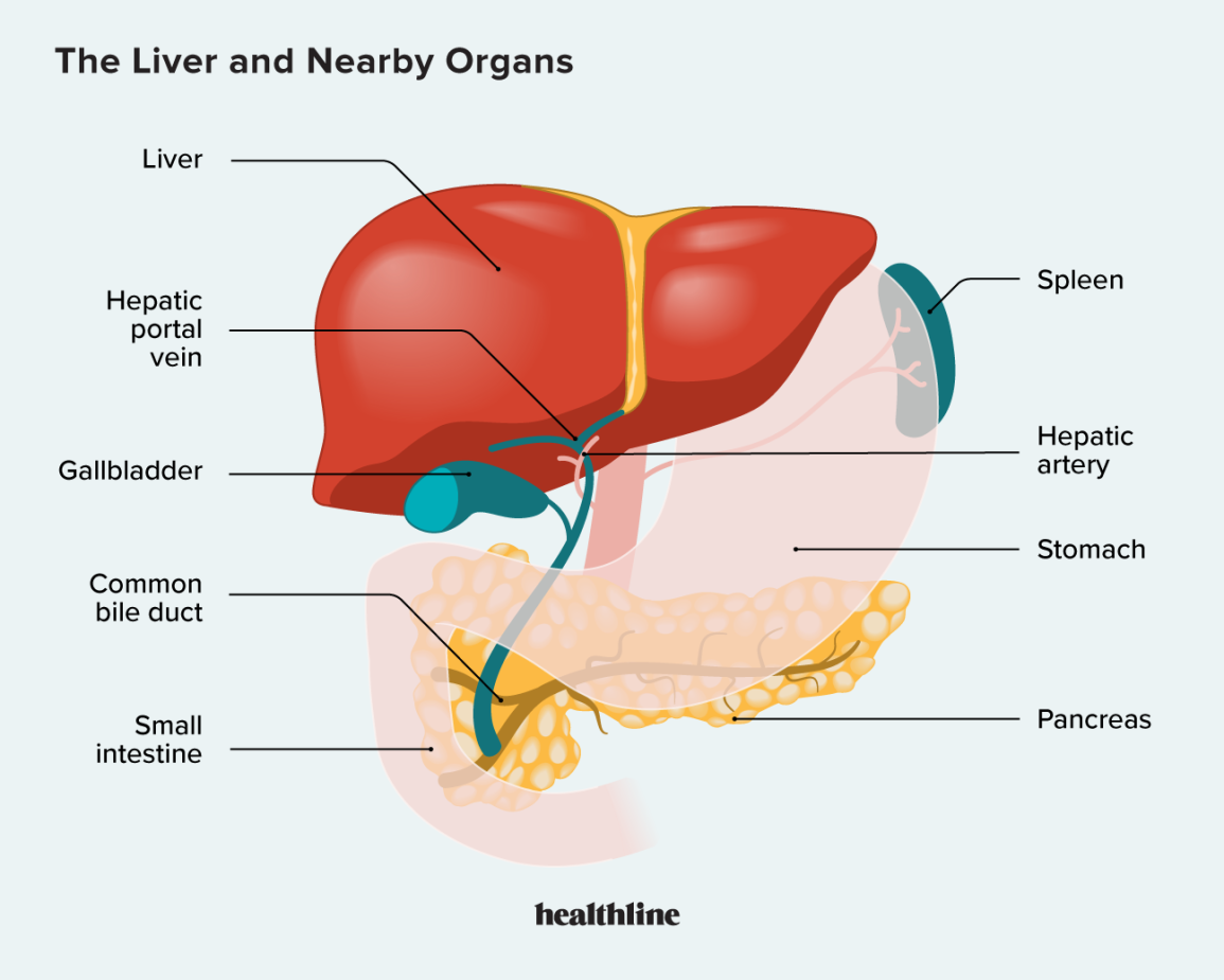 Know About Liver